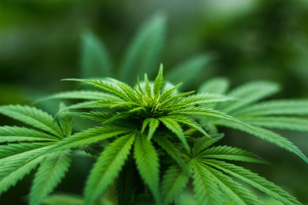 planta de cannabis con hojas sanas en el proceso de crecimiento